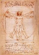 Rule fur the proportion of the human figure LEONARDO da Vinci